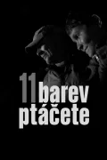 11 barev ptáčete poszter