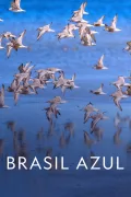 Brasil Azul poszter