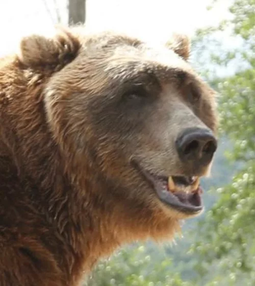 Bart the Bear