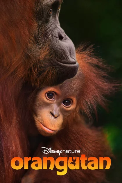 Orangutan poszter