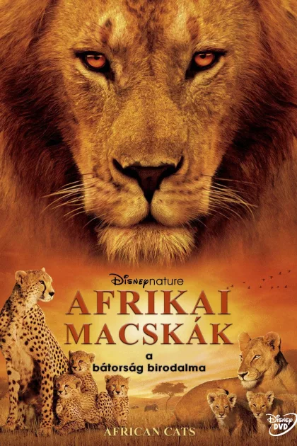Afrikai macskák - A bátorság birodalma poszter