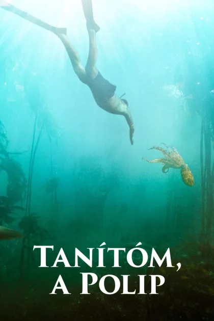 Tanítóm, a polip poszter