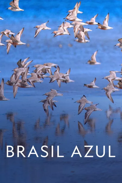 Brasil Azul poszter