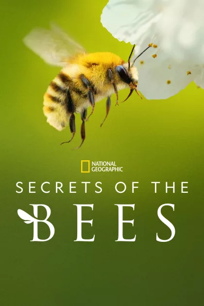 Secrets of the Bees poszter